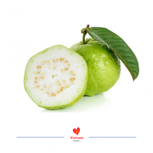 Ổi lê Phúc Lợi Hà Nội